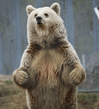 bear-min